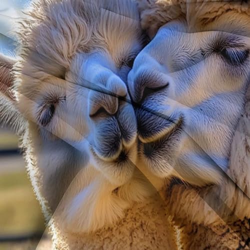 California King Duvet Cover Set Animals Alpacas in Love Soft